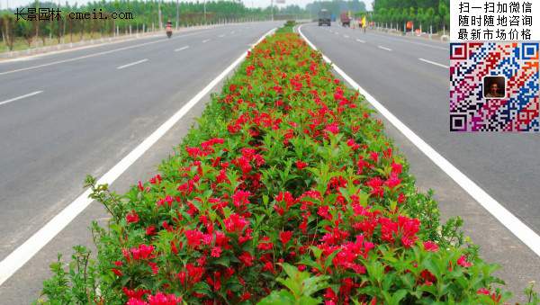 沭陽紅王子錦帶花 沭陽紅王子錦帶花