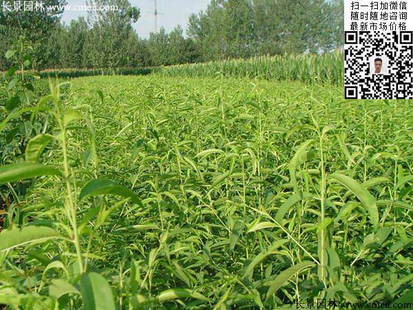 桃樹(shù) 桃樹(shù)