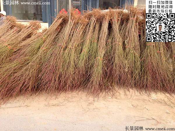 桃樹(shù) 桃樹(shù)