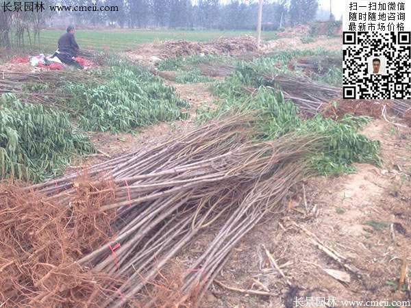 桃樹(shù)苗 桃樹(shù)苗