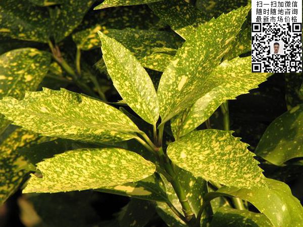 灑金桃葉珊瑚 灑金桃葉珊瑚