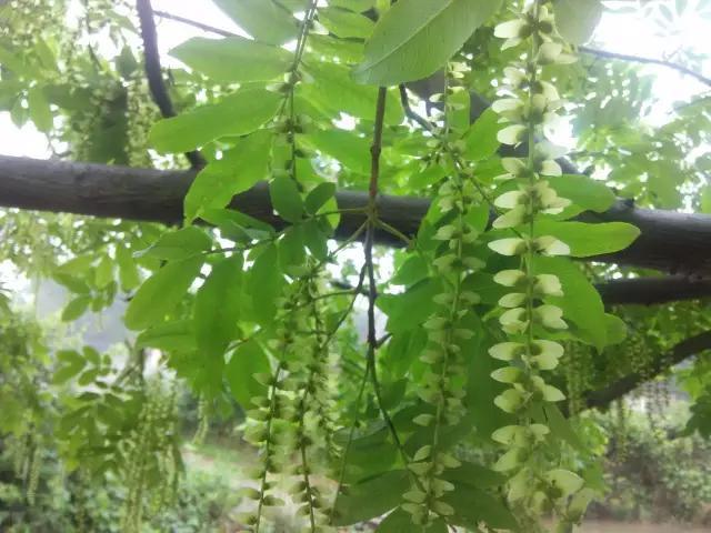 楓楊樹(shù)圖片賞析