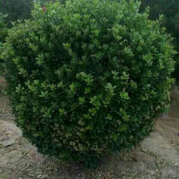 大葉黃楊是常綠嗎，是的