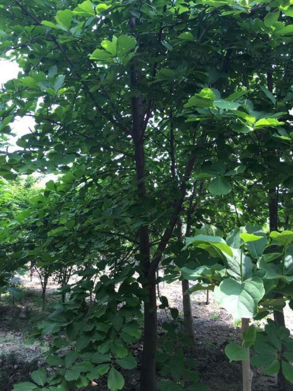 紫玉蘭樹圖片 紫玉蘭樹圖片