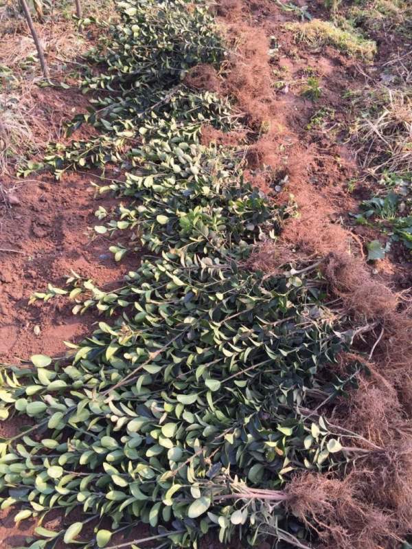 蕭山大葉黃楊苗圃 蕭山大葉黃楊苗圃