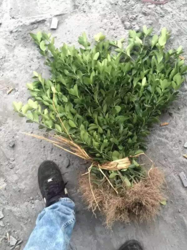 河北定州大葉黃楊苗圃 河北定州大葉黃楊苗圃