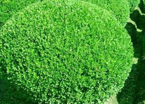 扶芳藤球造型 扶芳藤球造型