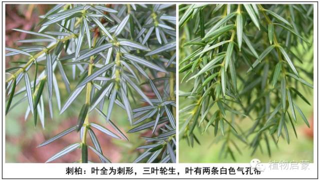 圓柏、刺柏、側柏、柏木以及龍柏的簡易識別法