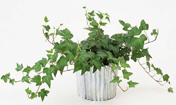 常春藤的花語是什么，有什么象征意義？