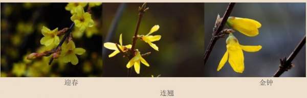迎春花、金鐘和連翹如何區分？