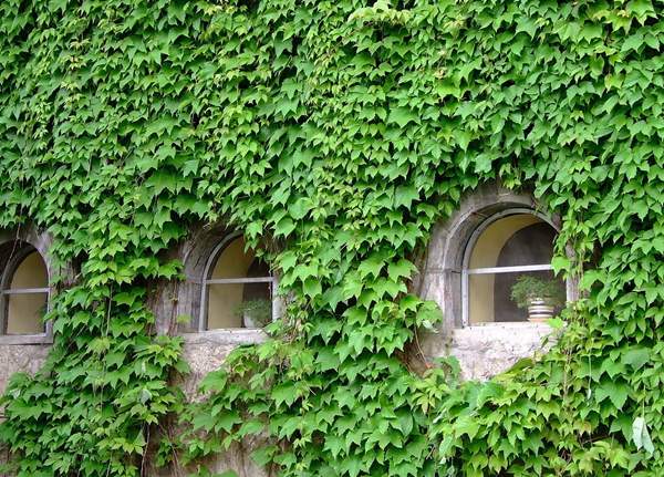 陽臺(tái)四周的爬山虎 陽臺(tái)四周的爬山虎