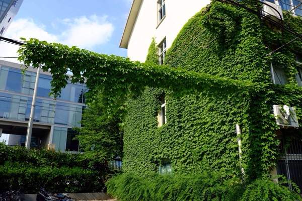 廠房四周的爬山虎 廠房四周的爬山虎