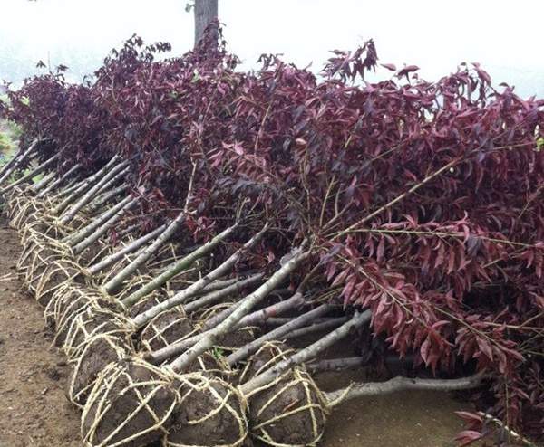 紅葉碧桃苗--長景園林 紅葉碧桃苗--長景園林