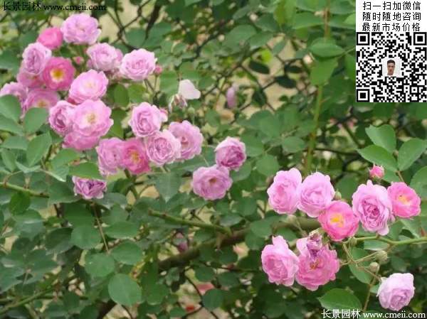 粉團薔薇花苗 粉團薔薇花苗