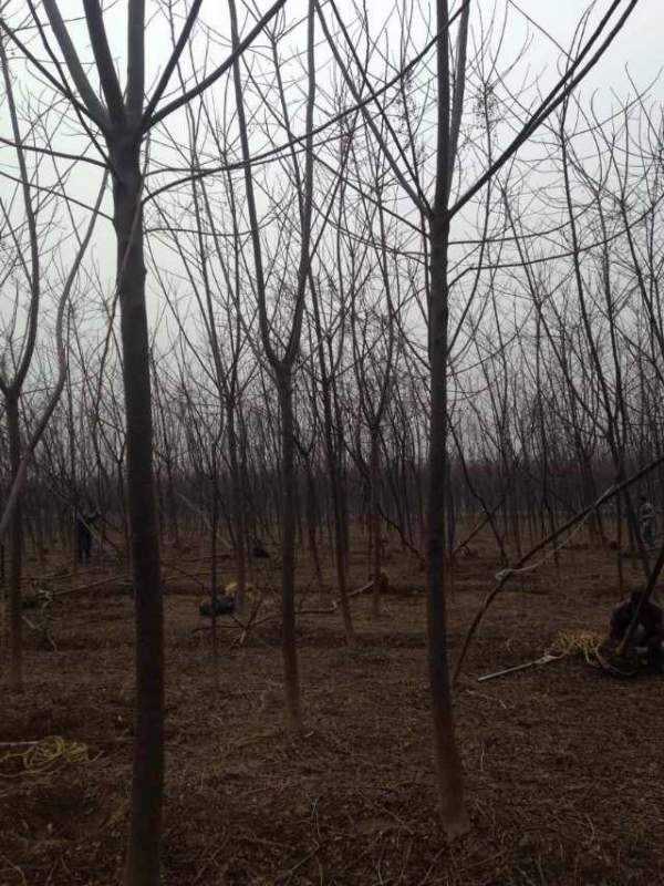 批發(fā)6公分7公分苦楝樹 批發(fā)6公分7公分苦楝樹