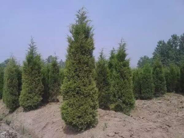 高度3米3.5米大蜀檜裝車_現場圖片 高度3米3.5米大蜀檜裝車_現場圖片