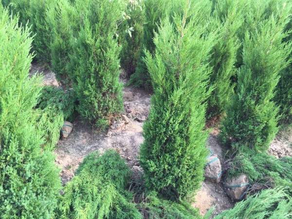 高度1米1.2米1.3米蜀檜 高度1米1.2米1.3米蜀檜