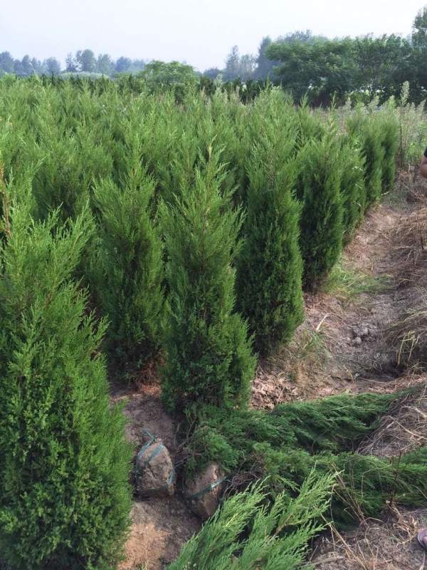 高度1米1.2米1.3米蜀檜 高度1米1.2米1.3米蜀檜