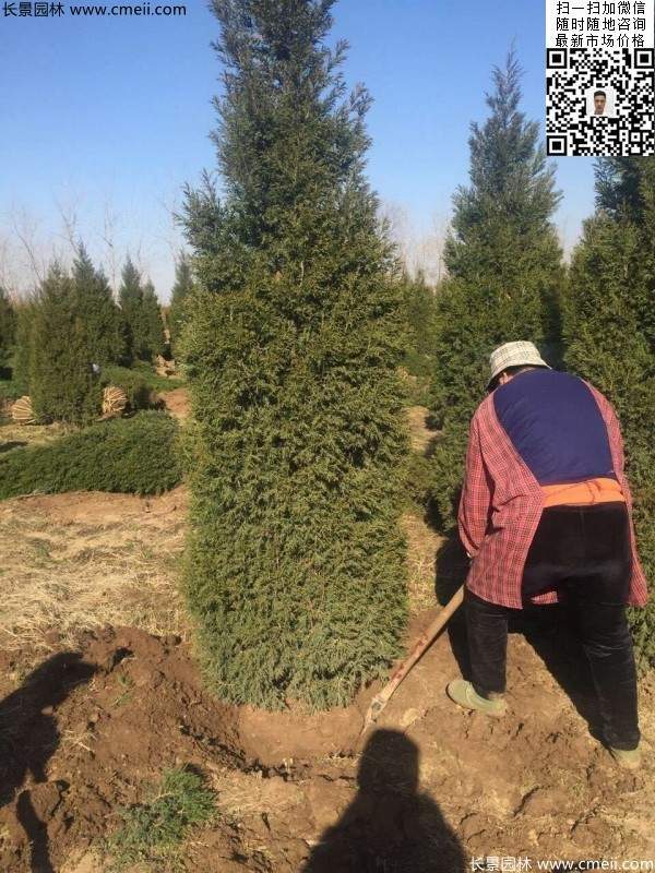 高度3米3.5米大蜀檜挖苗現場大量供應中 高度3米3.5米大蜀檜挖苗現場大量供應中