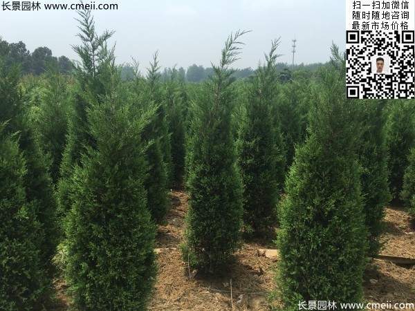 高度2.2米2.3米蜀檜大量供應公路綠化植物 高度2.2米2.3米蜀檜大量供應公路綠化植物