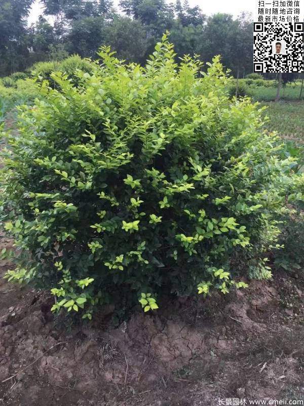 冠幅1.3米1.4米金葉女貞球圖片大量供應 冠幅1.3米1.4米金葉女貞球圖片大量供應