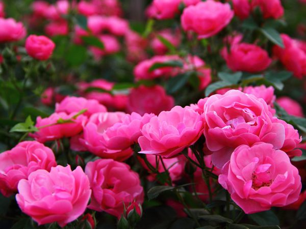 ‘安吉拉’(Ongela) ‘安吉拉’(Ongela)