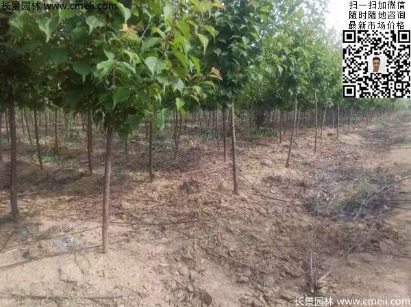 國內(nèi)數(shù)一數(shù)二紅梅花產(chǎn)地，你知道幾個