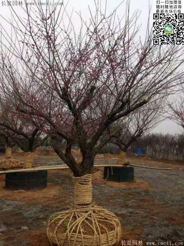 國內(nèi)數(shù)一數(shù)二紅梅花產(chǎn)地，你知道幾個