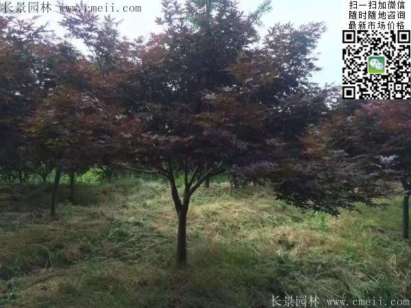 精品紅楓樹 精品紅楓樹