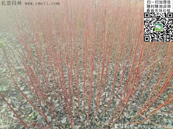 紅瑞木基地--長景園林 紅瑞木基地--長景園林