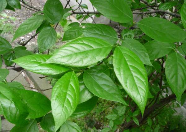 臘梅葉子 臘梅葉子