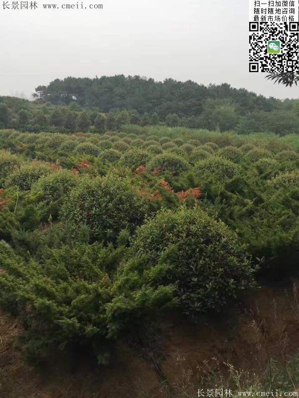 紅葉石楠球--長景園林 紅葉石楠球--長景園林