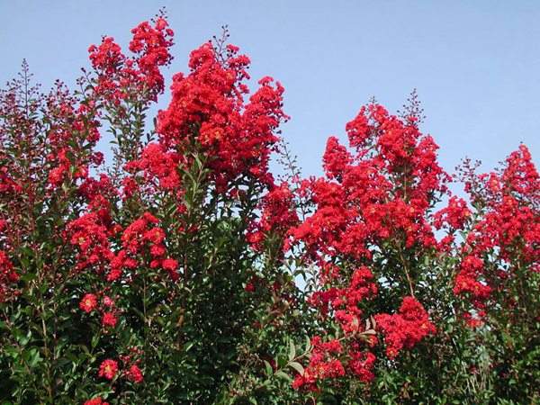 專家告訴你，市場上紫薇花樹價格是多少？