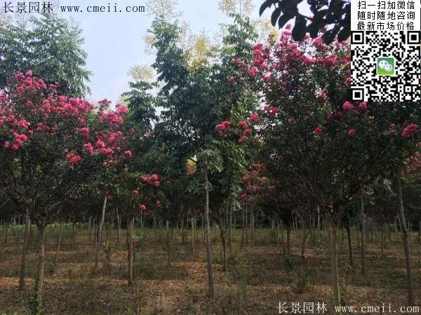 專家告訴你，市場上紫薇花樹價格是多少？