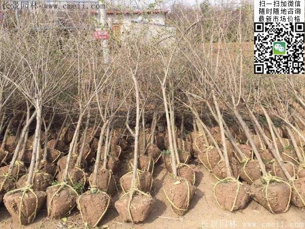 2米高的金銀木多少錢(qián)一棵