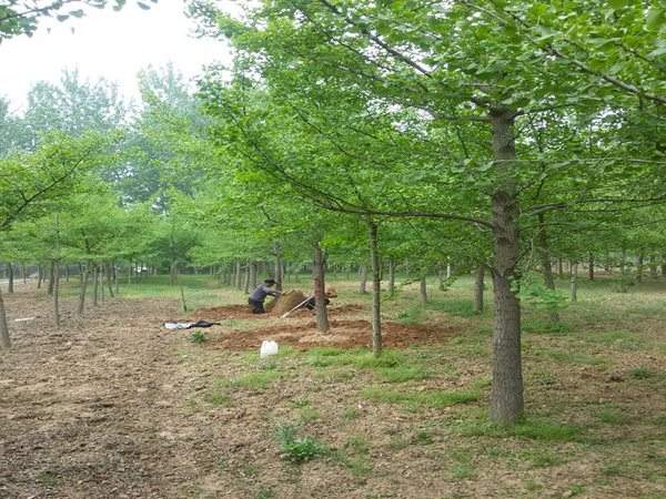 精品銀杏樹(shù)