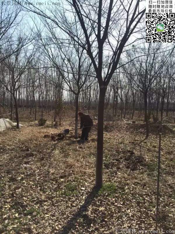 櫸樹大樹移栽 櫸樹大樹移栽