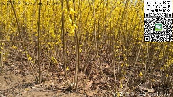 連翹--長景園林 連翹--長景園林