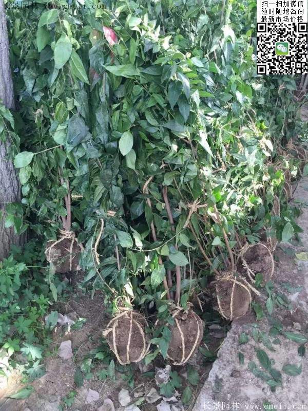 沭陽臘梅樹 沭陽臘梅樹