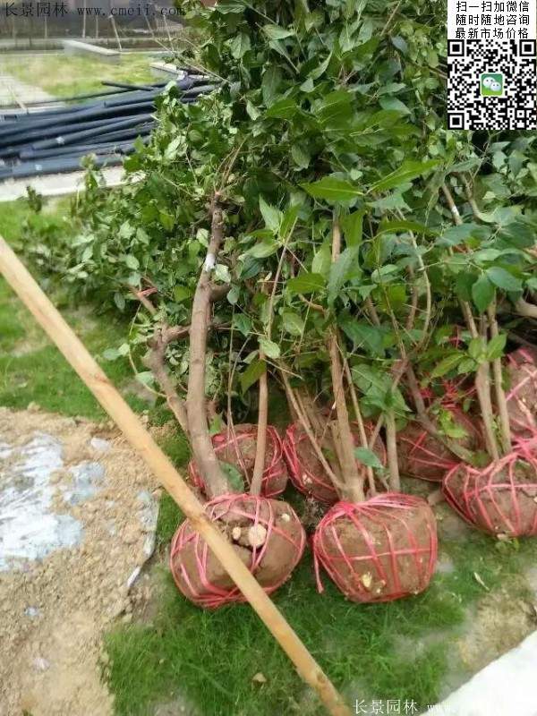 沭陽臘梅樹 沭陽臘梅樹