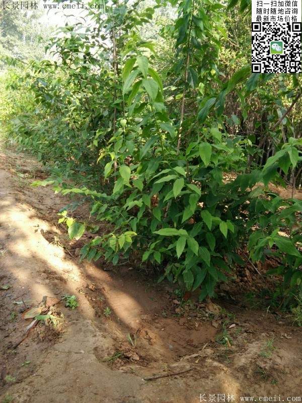 華東臘梅樹批發 華東臘梅樹批發