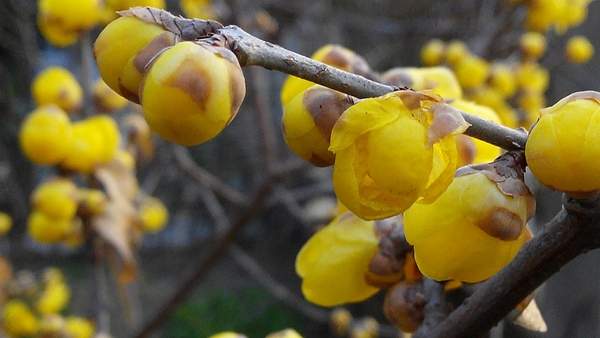 華東臘梅樹批發 華東臘梅樹批發