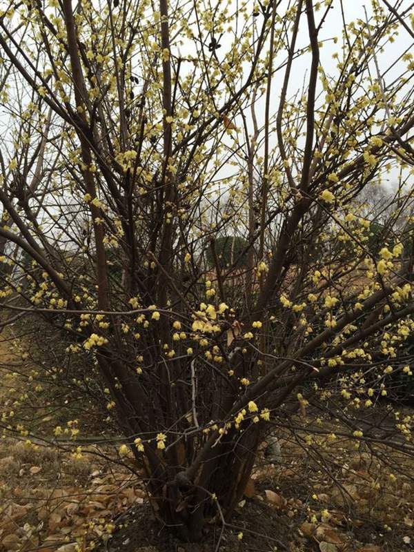 華東臘梅樹批發 華東臘梅樹批發