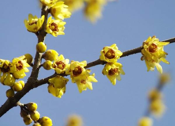 臘梅樹市場 臘梅樹市場
