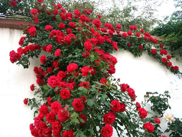 藤本月季花語是什么?