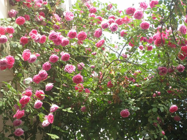 藤本月季花語是什么?