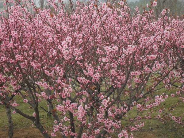 美人梅價(jià)值