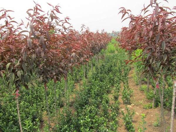 紅葉碧桃種植方法匯總！