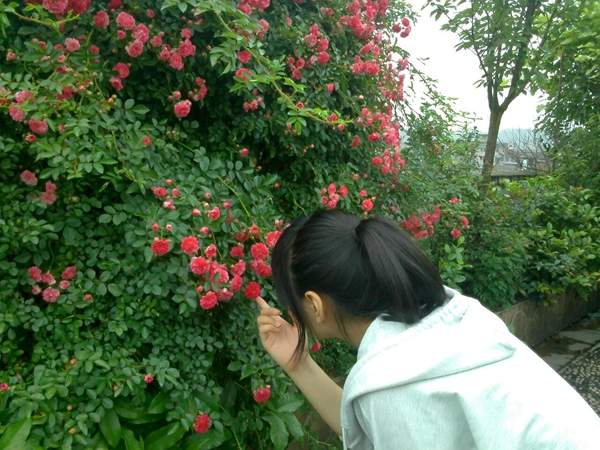 沭陽(yáng)薔薇花