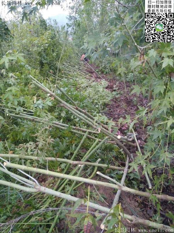 優質青楓樹 優質青楓樹